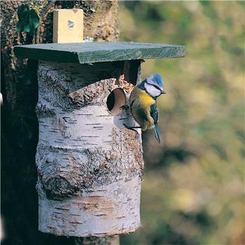 National Trust Birch Log Nest Box, 32 mm