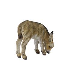 Donkey Foal grazing