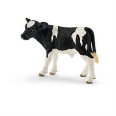 Cattle - Holstein calf