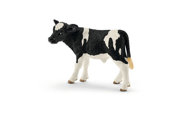 Cattle - Holstein calf