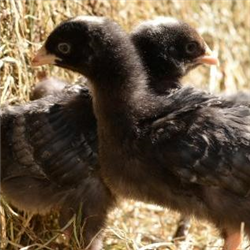 Chickens - available Jan/Feb