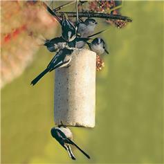 National Trust - Insect Peanut Cake (500 ml)