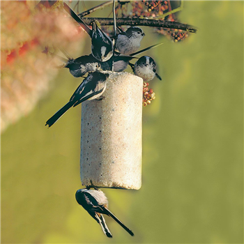 National Trust - Insect Peanut Cake (500 ml)