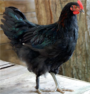 Chickens - Copper Black Maran - Nov/Dec
