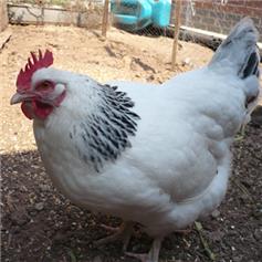 Chickens - Sussex Ranger - Jul/Aug