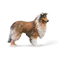 Rough Collie