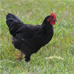 Copper Black Maran pullets (young chickens) - 10 to 11 weeks