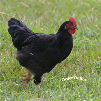 Copper Black Maran pullets (young chickens) - 10 to 11 weeks