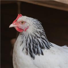 Sussex pullet (young chickens), 10~11 weeks