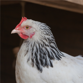 Sussex pullet (young chickens), 10~11 weeks