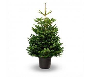 Nordmann Fir, pot grown - 60/80 cm