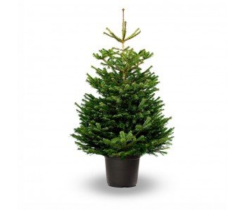 Nordmann Fir, pot grown - 60/80 cm