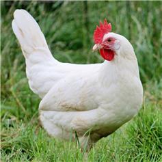 Chickens - White Star - available Jul/Aug