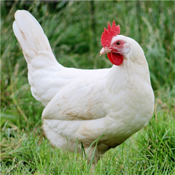 Chickens - White Star - available Jul/Aug