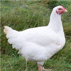 Chickens - FG's White
