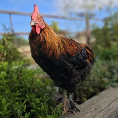 Cockerel - Copper Maran Black