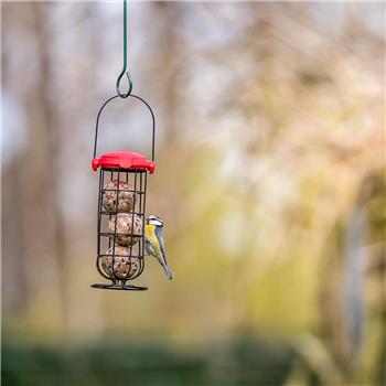 National Trust Kids Ultimate Fat Balls