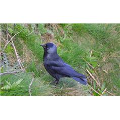 Jackdaw