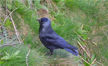 Jackdaw