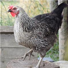 Chickens - Pied Ranger - available Mar/Apr