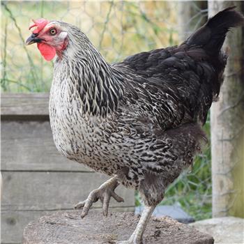 Pied Ranger POL chicken