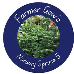 Norway Spruce ~ 1.5/1.75 m (5 feet)