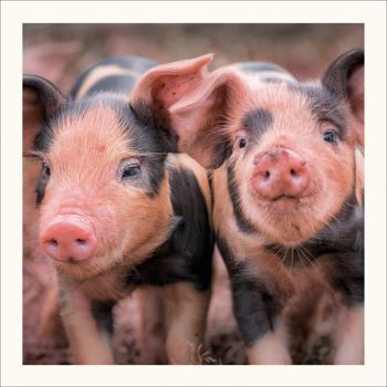 Piglets