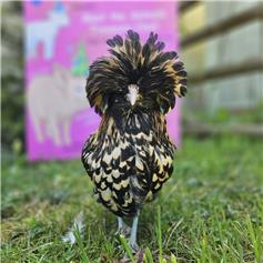 Polish bantam chicken - Black