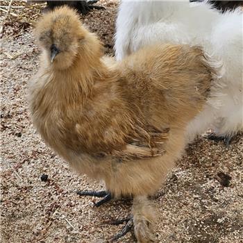 Silkie bantam chicken - Golden