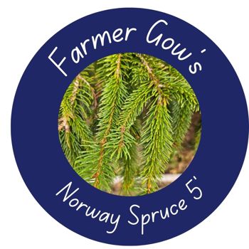 Norway Spruce ~ 1.5/1.75 m (5 feet)