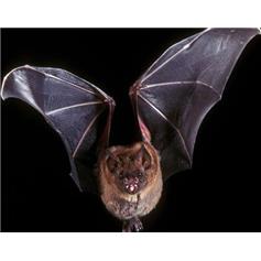 Introduction to Bats - Fri 27 Aug