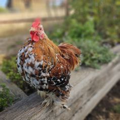 Cockerel - Mille Fleur