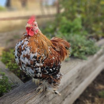 Cockerel - Mille Fleur