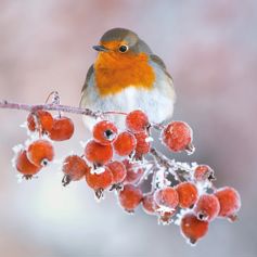 Robin On Berries