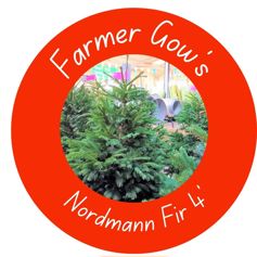 Nordmann Fir ~ 1.25/1.5m (4 feet)