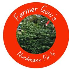 Nordmann Fir ~ 1.25/1.5m (4 feet)