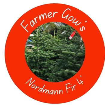 Nordmann Fir ~ 1.25/1.5m (4 feet)