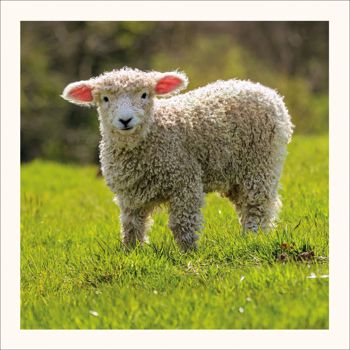 Devon and Cornwall Longwool