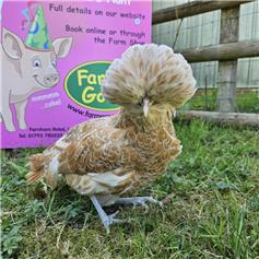 Polish bantam chicken - Gold Laced