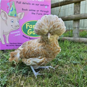 Polish bantam chicken - Gold Laced