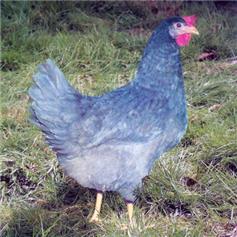 Chickens - Beechwood Blue - Jan/Feb