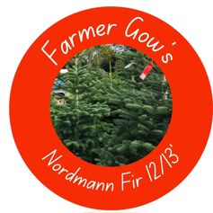 Only available to order until 31 Oct - Nordmann Fir ~ 3.5/4m (12/13')