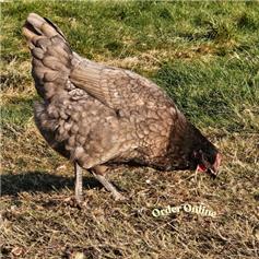 Beechwood Blue POL chicken