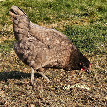 Beechwood Blue POL chicken