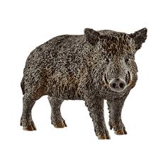 Pig - Wild Boar