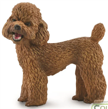 Poodle