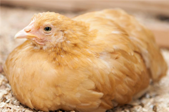 Chickens - Pullets (young chickens) - 10~11 weeks (B)