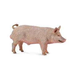 Boar