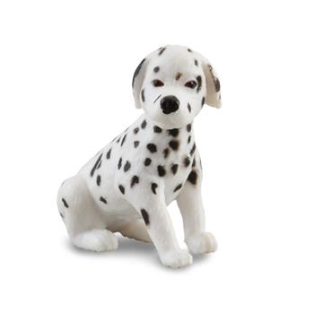 Dalmation Puppy