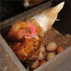 6 free range Pullet Eggs